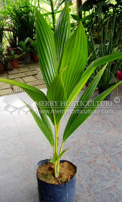 Cocos nucifera (seedling)